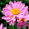 Цветок Пиретрум красный Робинсон Гиант Роуз (0,1 гр.)