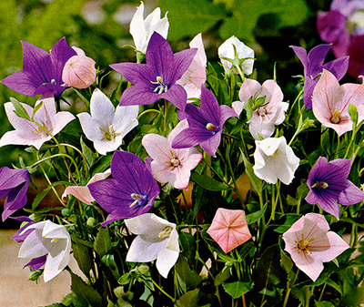 Цветок Платикодон Фиджи смесь окрасок (25 шт.)