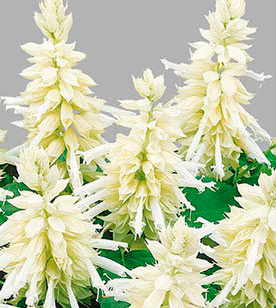 Цветок Сальвия сверкающая Шарм белая (0,1 гр.)