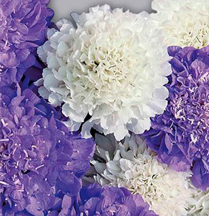 Цветок Скабиоза тёмно-пурпурная Ледяное сердце (10 шт.)