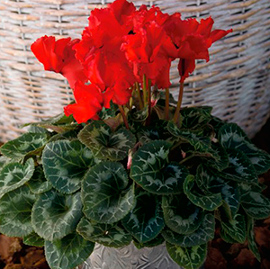 Цветок Цикламен персидский Фриллер Скарлет (2 шт.)