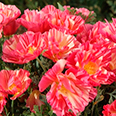 Цветок Эшшольция Розовый шелк (0,1 гр.)