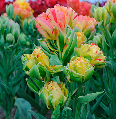 Тюльпан многоцветковый Фруткоктейль (в упаковке 5 луковиц)