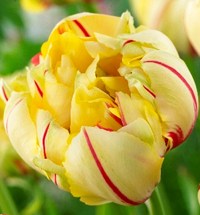 Тюльпан махровый Юник Гламур (в упаковке 5 луковиц)