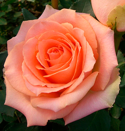 Роза Версилия (чайно-гибридная)