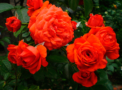 Роза Салита (плетистая)