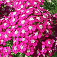 Цветок Ахиллея Вирджиния садовая (разноцветная смесь) 0,1 гр.