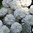 Цветок Ахиллея Жемчужина птармика (0,1 гр.)