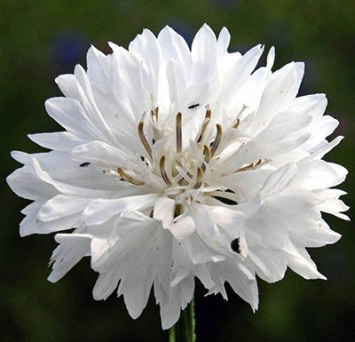 Цветок Василек Адигель (белоснежный) 0,5 гр.