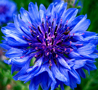 Цветок Василек Голубая Диадема (голубой) 0,5 гр.