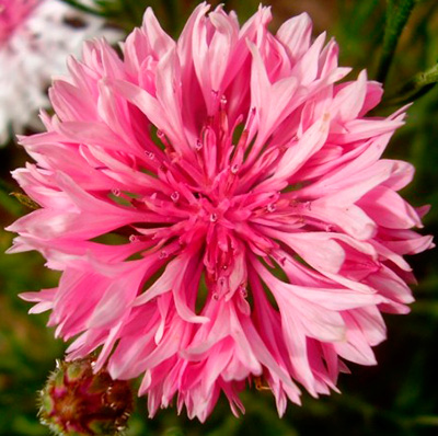 Цветок Василек Зарево (густо-розовый) 0,5 гр.