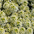 Цветок Алиссум Лимонад (0,3 гр.)