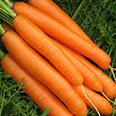 Морковь Продуко (2 гр.)