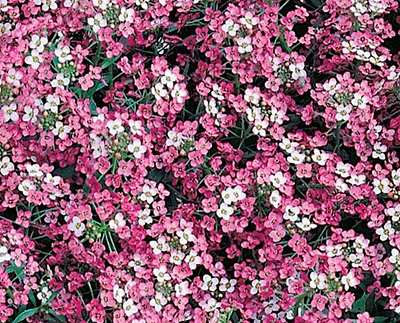 Цветок Алиссум Розовая королева (0,3 гр.)