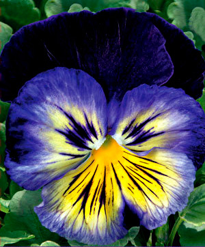 Цветок Виола крупноцветковая Карма Блю Баттерфляй (10 шт.)