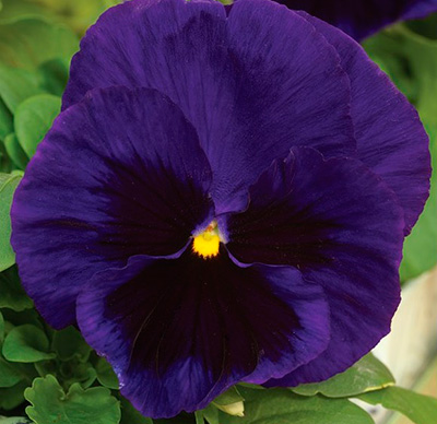 Цветок Виола крупноцветковая Маммот Дип блю дазл (10 шт.)