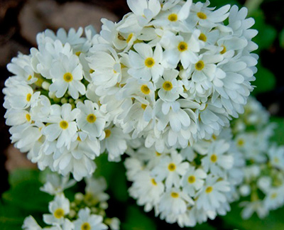 Цветок Примула малакоидес Белая (10 шт.)