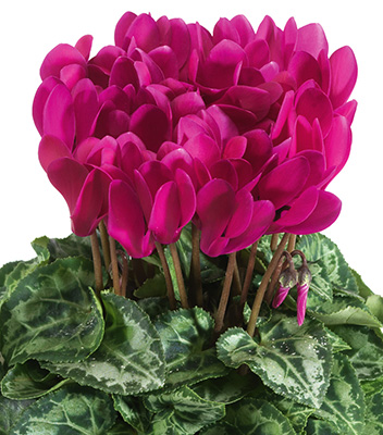 Цветок Цикламен персидский Концерто Виолет (2 шт.)