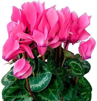 Цветок Цикламен персидский Концерто Роуз (2 шт.)