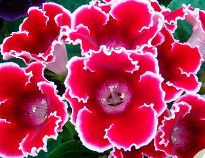Цветок Глоксиния Импресс Ред Пикоти (5 шт.)
