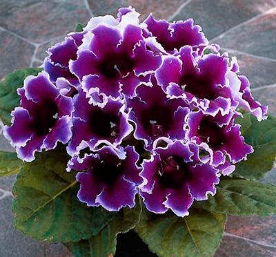 Цветок Глоксиния Импресс Блю Пикоти (5 шт.)