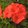 Цветок Пеларгония зональная Мультиблум Капри (5 шт.)
