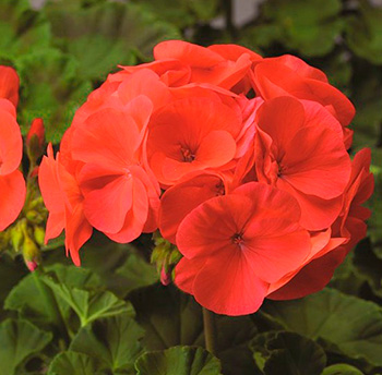 Цветок Пеларгония зональная Мультиблум Капри (5 шт.)