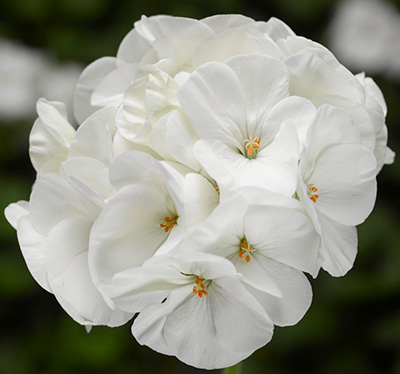 Цветок Пеларгония зональная Пинто Вайт (5 шт.)