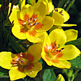 Цветок Вербейник Златовласка (0,34 гр.)
