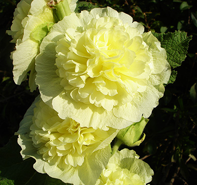 Цветок Шток-роза Жёлтая (0,1 гр.)