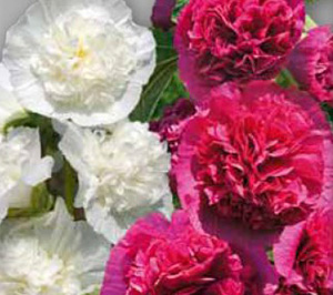 Цветок Шток-роза Принцесса Диана (0,1 гр.)