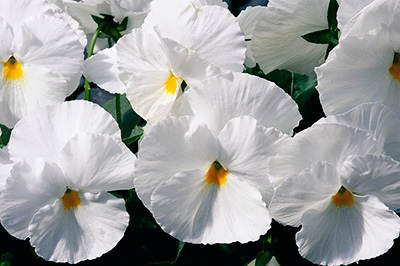 Цветок Анютины глазки Белые (0,2 гр.)