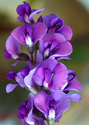 Цветок Душистый горошек Бонтон Сиренево-фиолетовый (1 гр.)