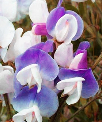 Цветок Душистый горошек Ажур Бело-фиолетовый (1 гр.)