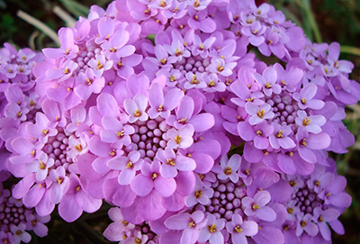 Цветок Иберис зонтичный Лилициана (0,3 гр.)