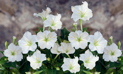 Цветок Мирабилис Белый леденец (1 гр.)