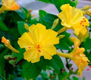 Цветок Мирабилис Жёлтый леденец (1 гр.)