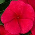 Цветок Катарантус Кора Ред (10 шт.)