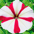 Цветок Петуния мультифлора Селебрити Роуз стар (30 шт.)