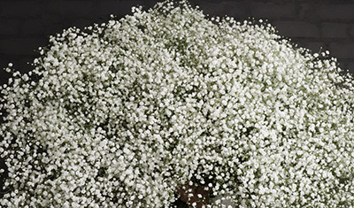 Цветок Гипсофила Белое облако (0,1 гр.)