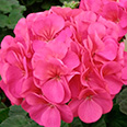 Цветок Пеларгония зональная Пинто Роуз (5 шт.)