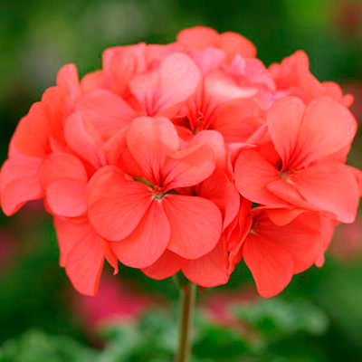 Цветок Пеларгония Маверик Салмон (5 шт.)