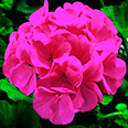 Цветок Пеларгония Маверик Пурпурная (5 шт.)