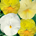 Цветок Виола крупноцветковая Дельта Попкорн Микс (10 шт.)