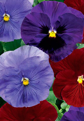 Цветок Виола крупноцветковая Дельта Берри Тарт Микс (10 шт.)