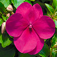 Цветок Бальзамин Акцент Виолет (10 шт.)