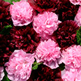 Цветок Шток-роза Вэри Бэри (0,1 гр.)