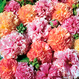 Цветок Шток-роза Фрути микс (0,1 гр.)