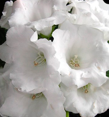 Цветок Глоксиния Импресс Вайт (5 шт.)
