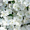Цветок Флокс друммонда Красотка в белом (0,1 гр.)